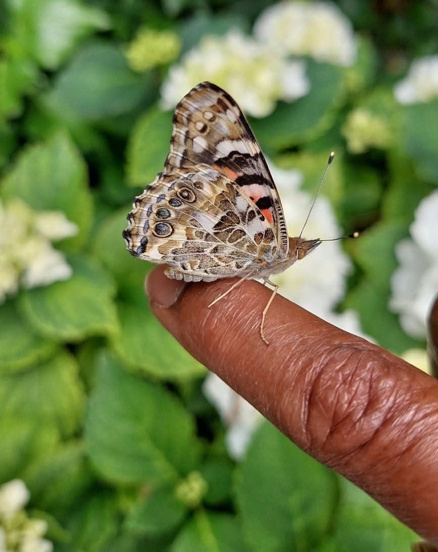 Vlinder op vinger